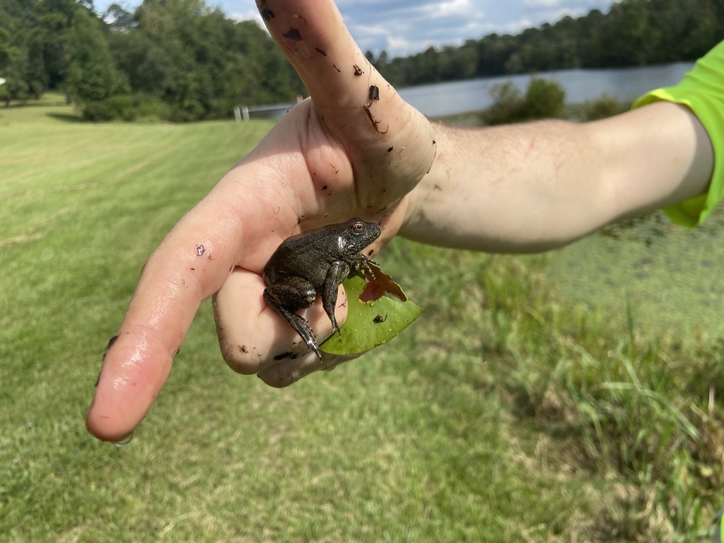 river-frog-from-kolomoki-mounds-state-park-blakely-ga-us-on