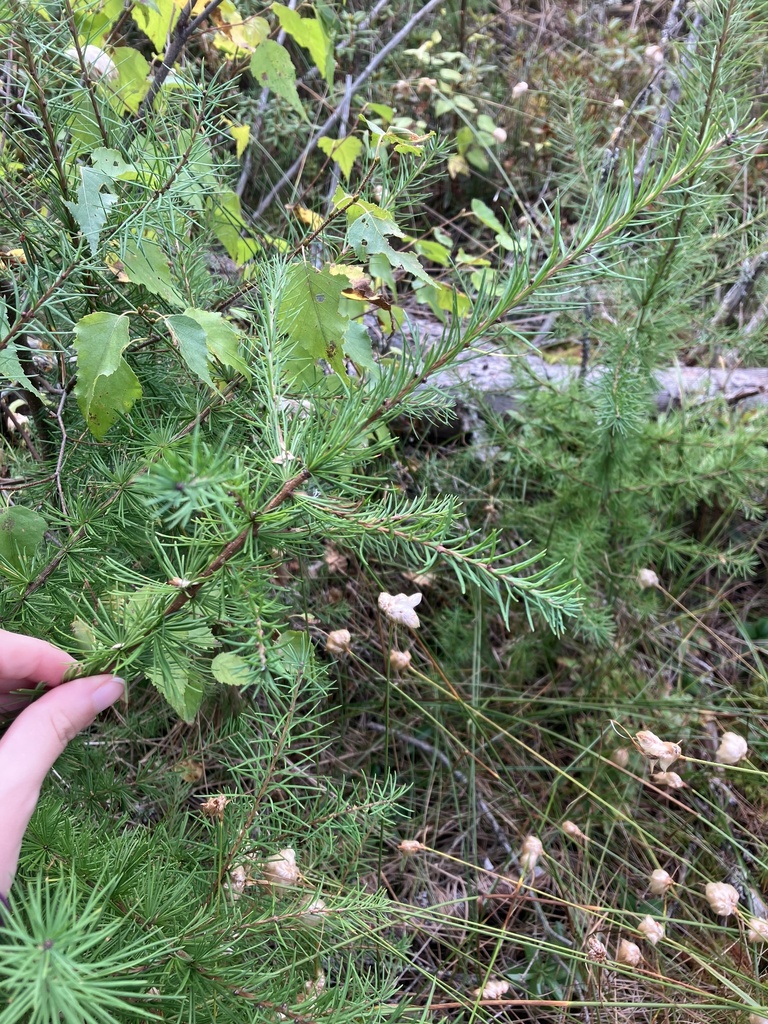 tamarack from Moose Bog Boardwalk, Island Pond, VT, US on September 15