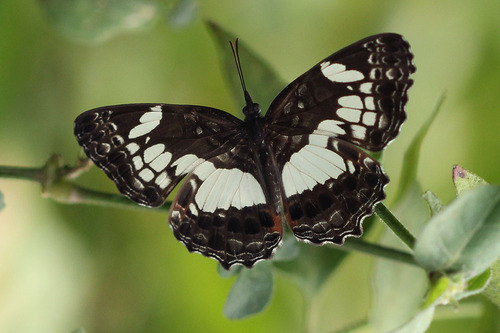 Neptidopsis ophione ophione