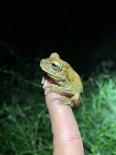 Emerald-eyed Tree Frog