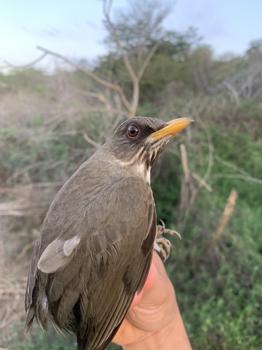 Creamy-bellied Thrush