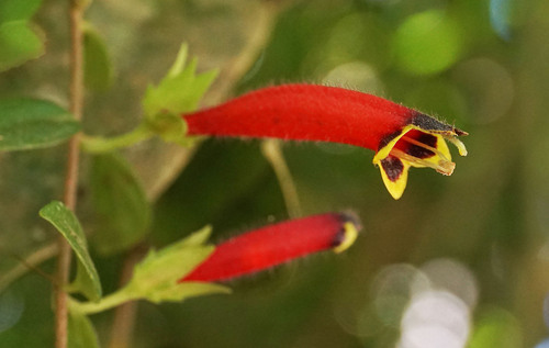 Columnea antiocana