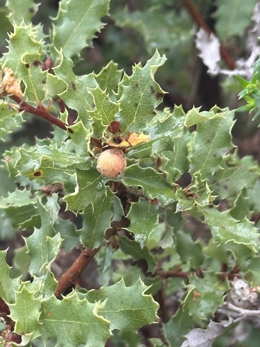 California scrub oak