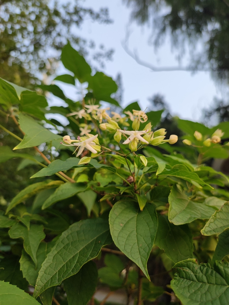 Harlequin glorybower in September 2023 by Yongxin Wang · iNaturalist