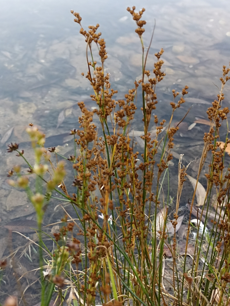 Flattened Rush from Москва, Россия, 123182 on September 17, 2023 at 06: ...