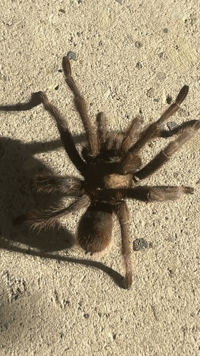 Aphonopelma helluo