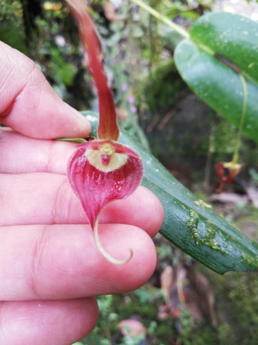 Pleurothallis ruberrima image