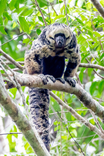 Gray's Bald-faced Saki