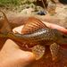 Hypostomus - Photo (c) karsten_s, todos os direitos reservados, uploaded by karsten_s