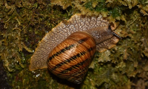 Humboldtiana fasciata