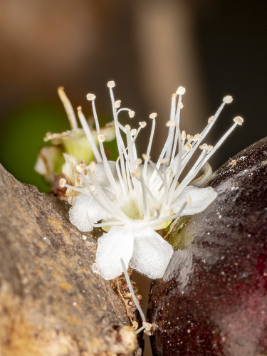 Plinia cauliflora