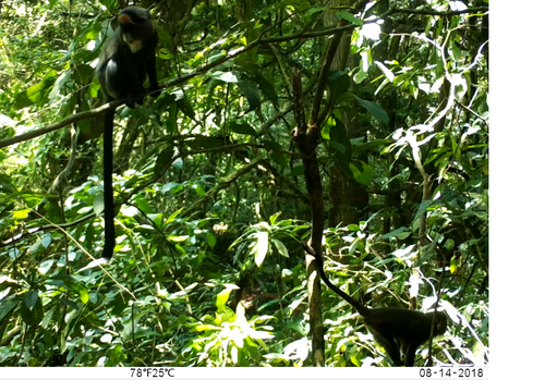 De Brazza's Monkey