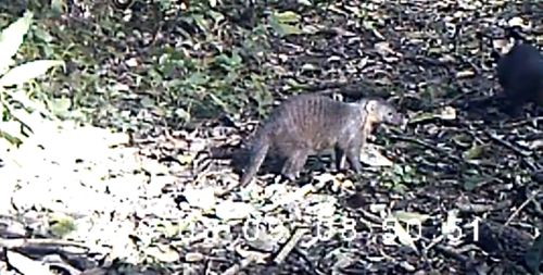 Banded Mongoose