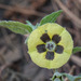 Physalis chenopodifolia - Photo (c) Anne, כל הזכויות שמורות