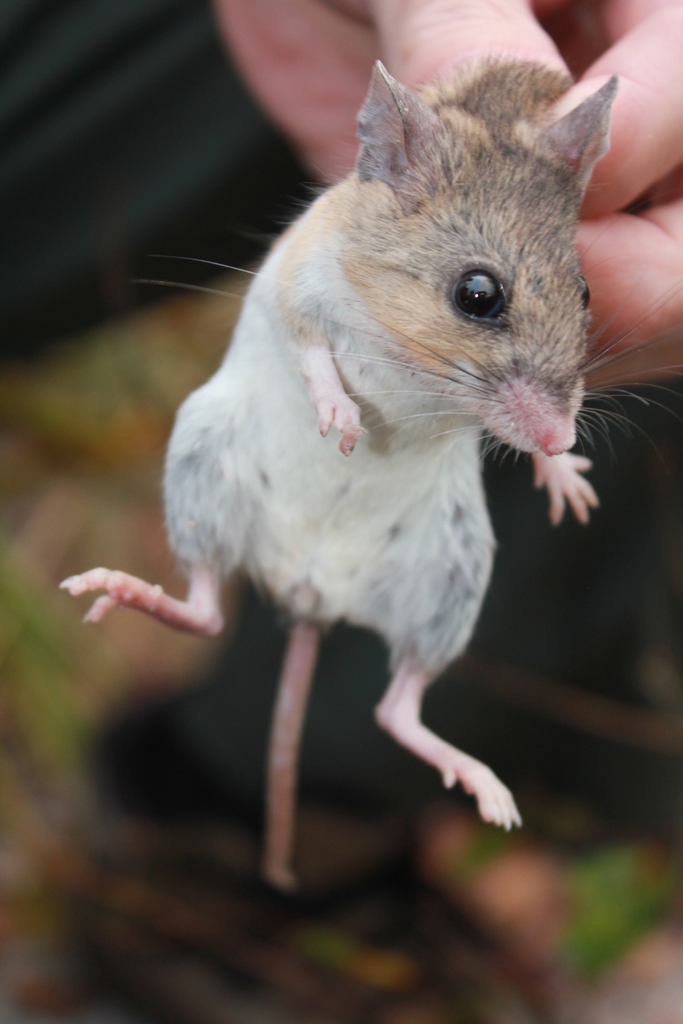 Florida Mouse in February 2019 by Bryan Ames. Florida Mouse · iNaturalist