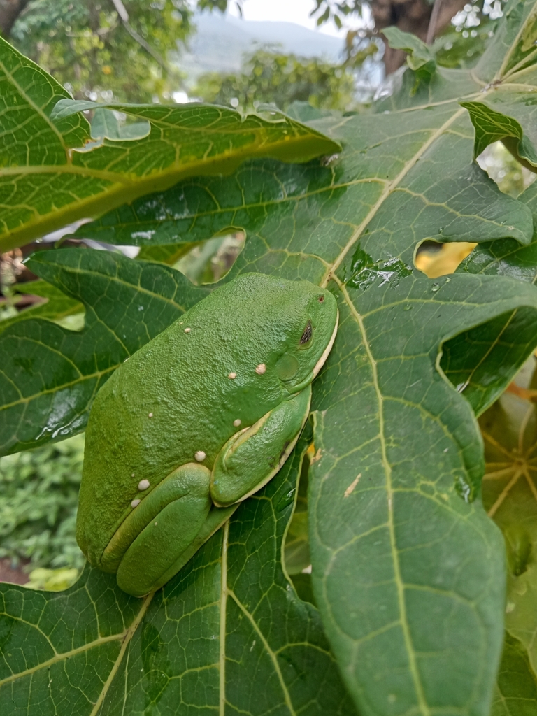 mexican-giant-tree-frog-from-61757-mich-m-xico-on-september-17-2023