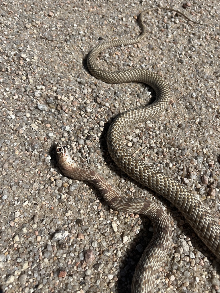 Western Coachwhip from County Road 11, Rush, CO, US on September 17 ...