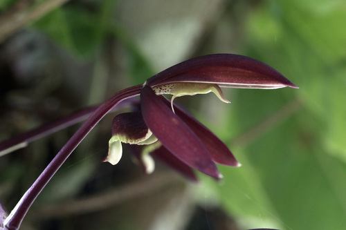 Catasetum napoense