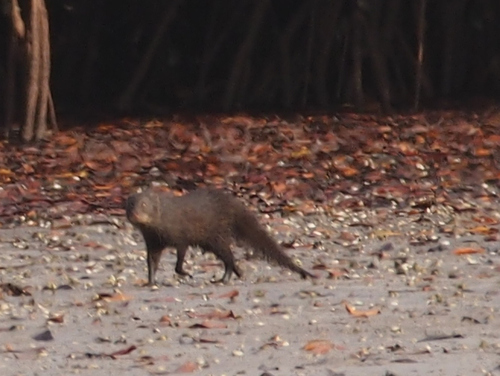 Marsh Mongoose