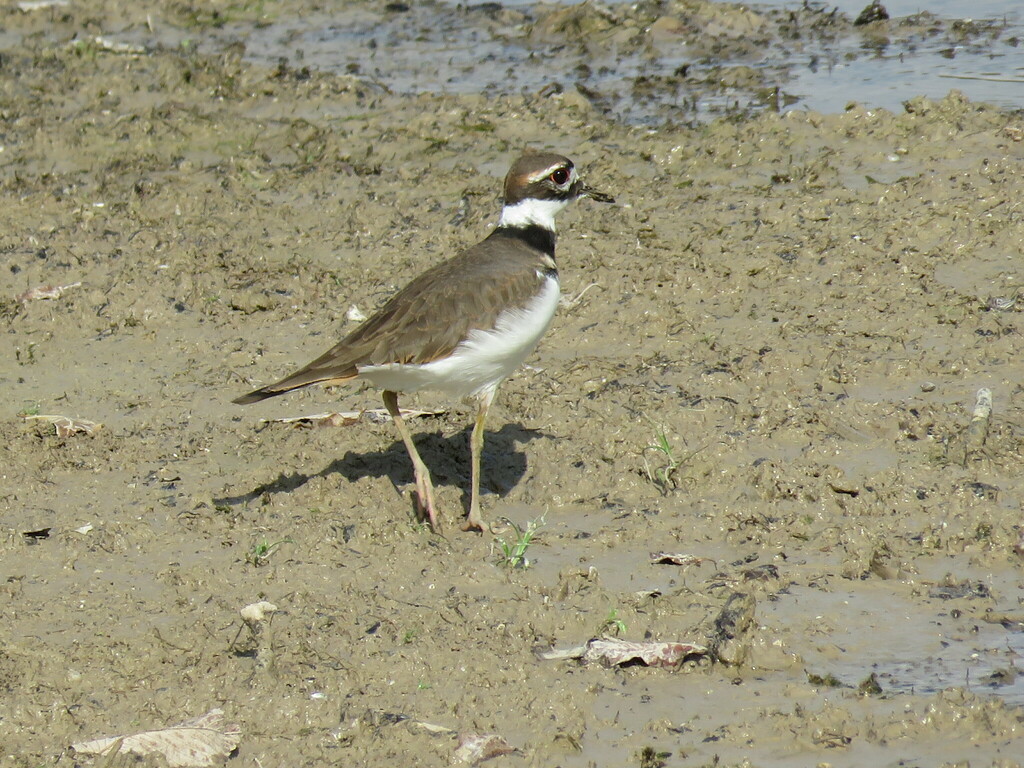 Killdeer from Midlothian, TX, USA on September 16, 2023 at 0528 AM by