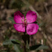 Oenothera purpusii - Photo (c) Anne, όλα τα δικαιώματα διατηρούνται