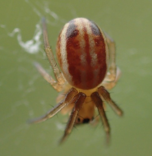 Openfield Orbweaver