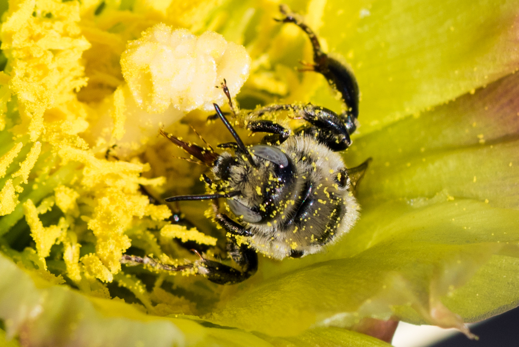 Australian Sunflower Bee