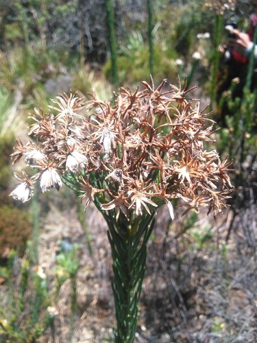 Pentacalia abietina image