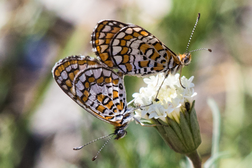Tiny Checkerspot
