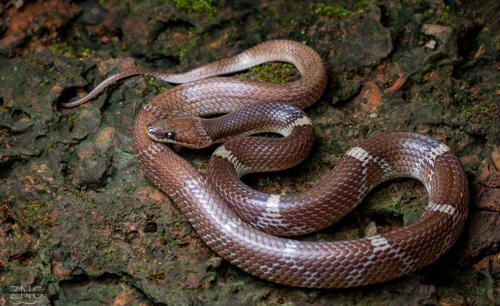 Indian Wolf Snake (Lycodon aulicus) · iNaturalist