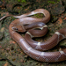 Indian Wolf Snake - Photo (c) Zeev NG, all rights reserved, uploaded by Zeev NG