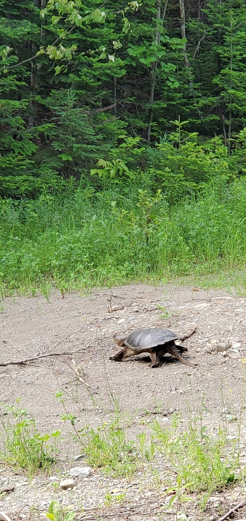 Common Snapping Turtle from Eel River Lake, NB E6H, Canada on June 24 ...