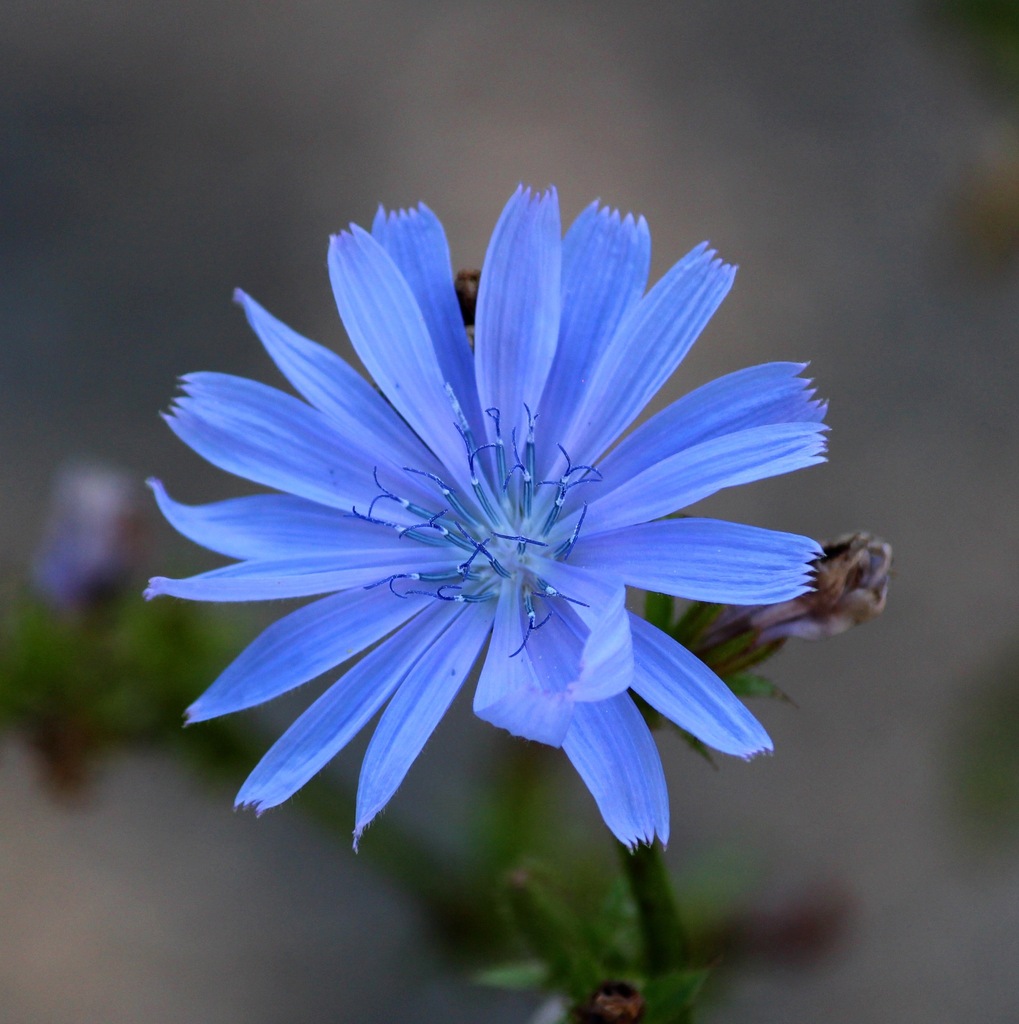 Chicory From Lanaudi Re QC Canada On September 4 2023 At 12 06 PM By   Large 