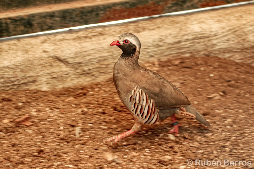 Philby's Partridge (Alectoris philbyi) photo