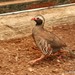 Philby's Partridge - Photo (c) rubenbc, all rights reserved