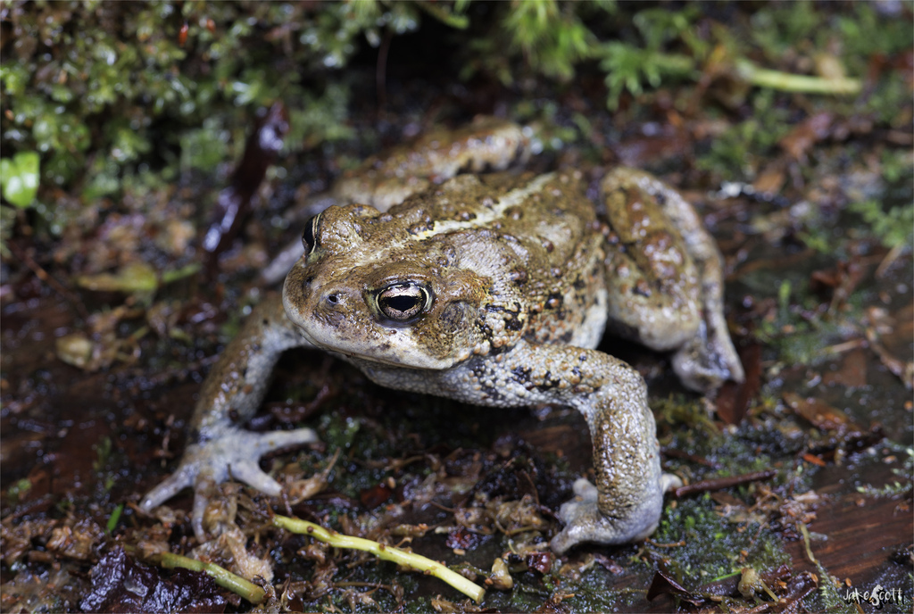 Western toad