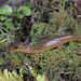 Salamandra de Torrente de Las Cascadas - Photo (c) Jake Scott, todos los derechos reservados, subido por Jake Scott