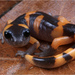 Ensatina eschscholtzii - Photo (c) Jake Scott, כל הזכויות שמורות, הועלה על ידי Jake Scott