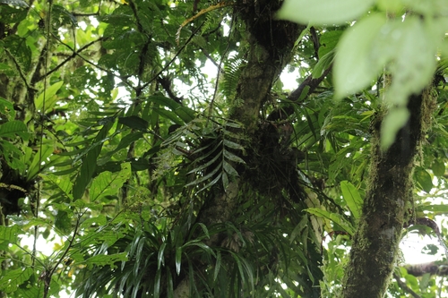 Zamia pseudoparasitica