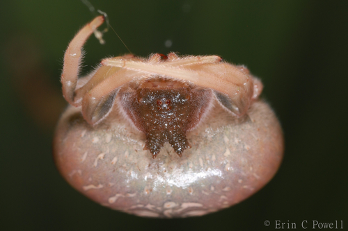 Mastophora alachua