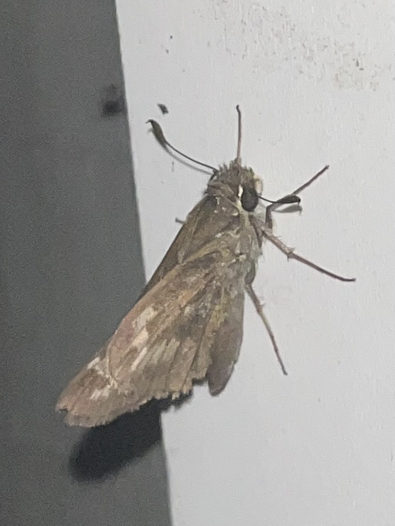 Sachem from Claypool Dr, Warwick, RI, US on September 17, 2023 at 0919