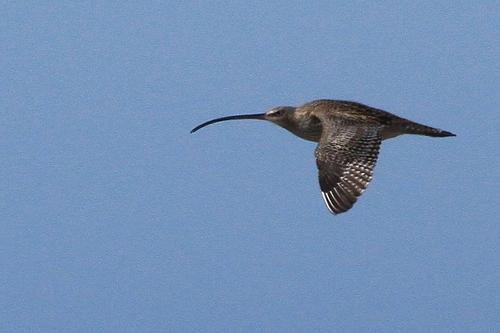 Far Eastern Curlew