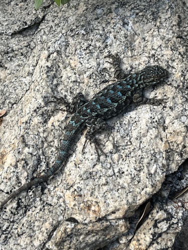 iNaturalist observation photo of Sierra Fence Lizard