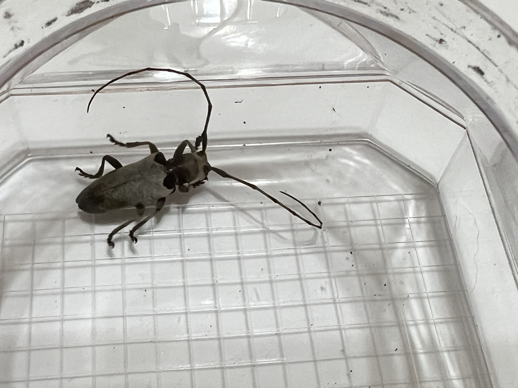 Acalolepta sublusca from 臺灣島, 文山區, TPE, TW on June 2, 2023 at 0835 PM