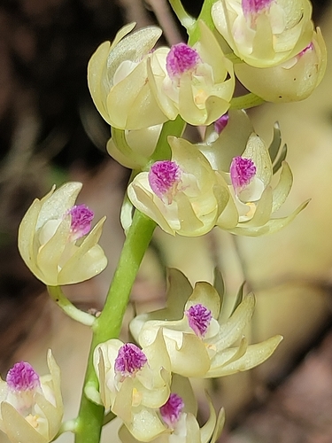 Eria scabrilinguis