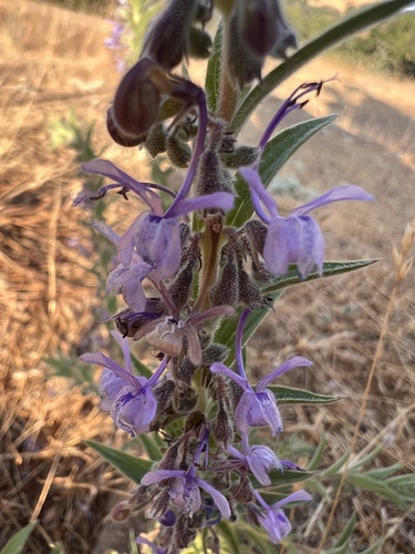 iNaturalist observation photo of Vinegar Weed