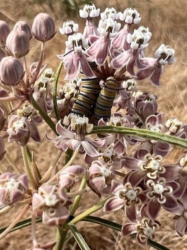 iNaturalist observation photo of Monarch