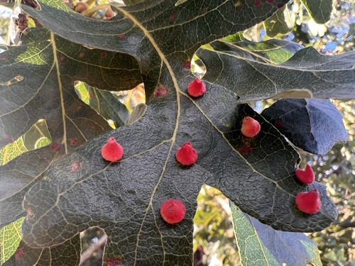 iNaturalist observation photo of Red Cone Gall Wasp