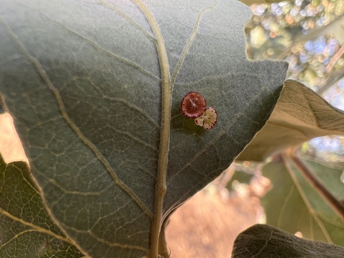 iNaturalist observation photo of Disc Gall Wasp