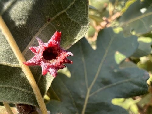 iNaturalist observation photo of Spined Turban Gall Wasp